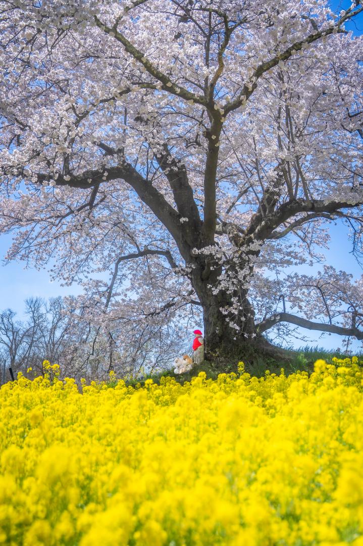 日向の人待地蔵桜とイチとコッペ