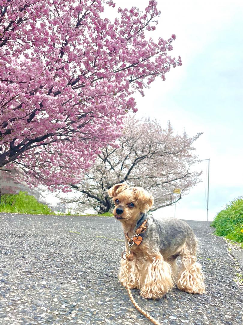桜とボク