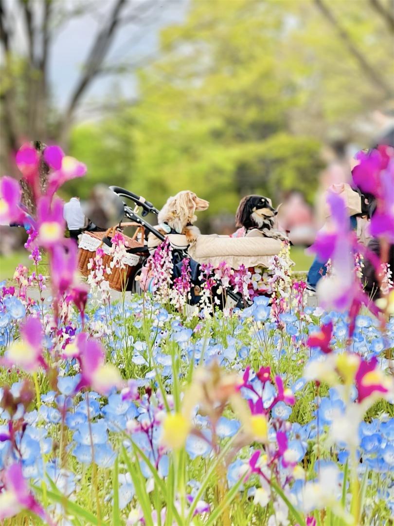 夕暮れときのお花畑