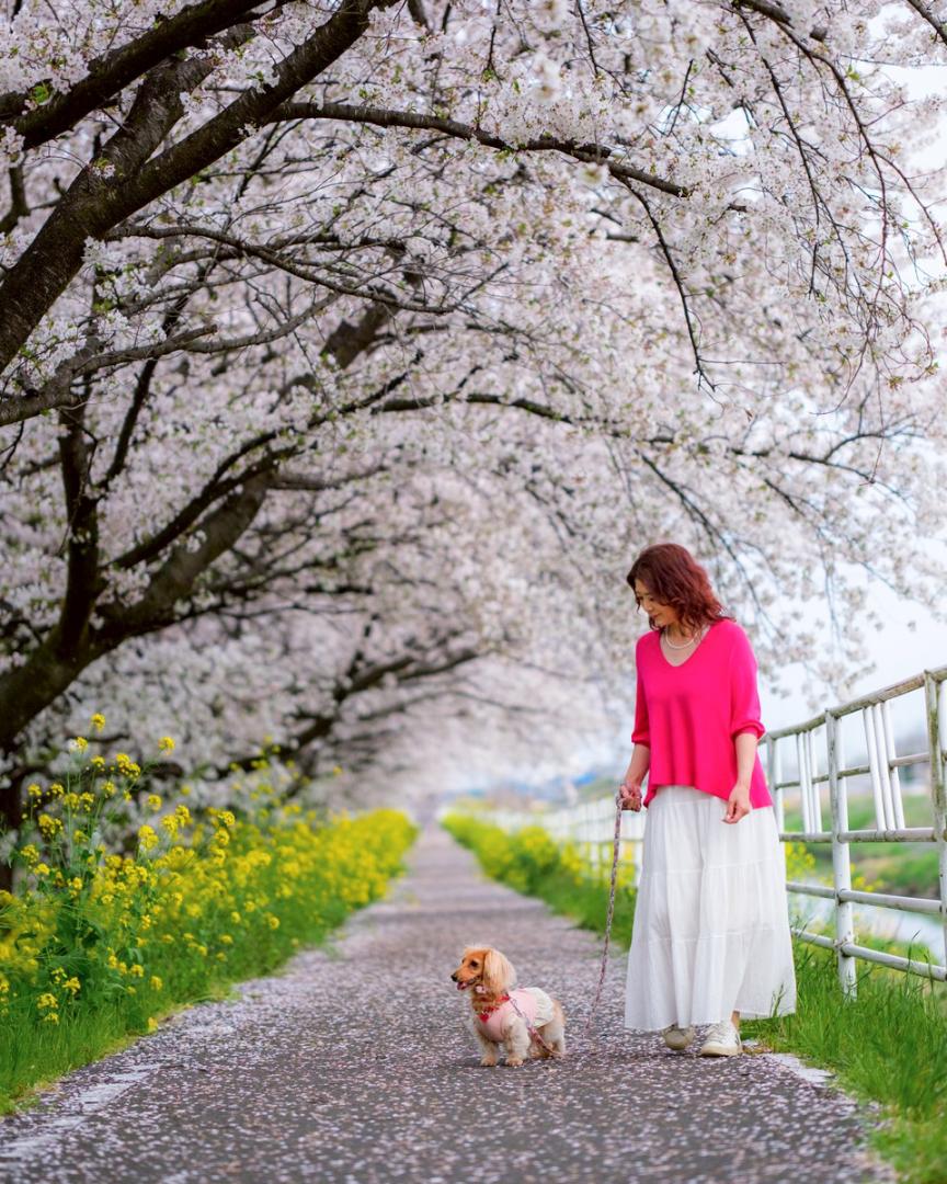 らいちゃんとママと、桜並木と。