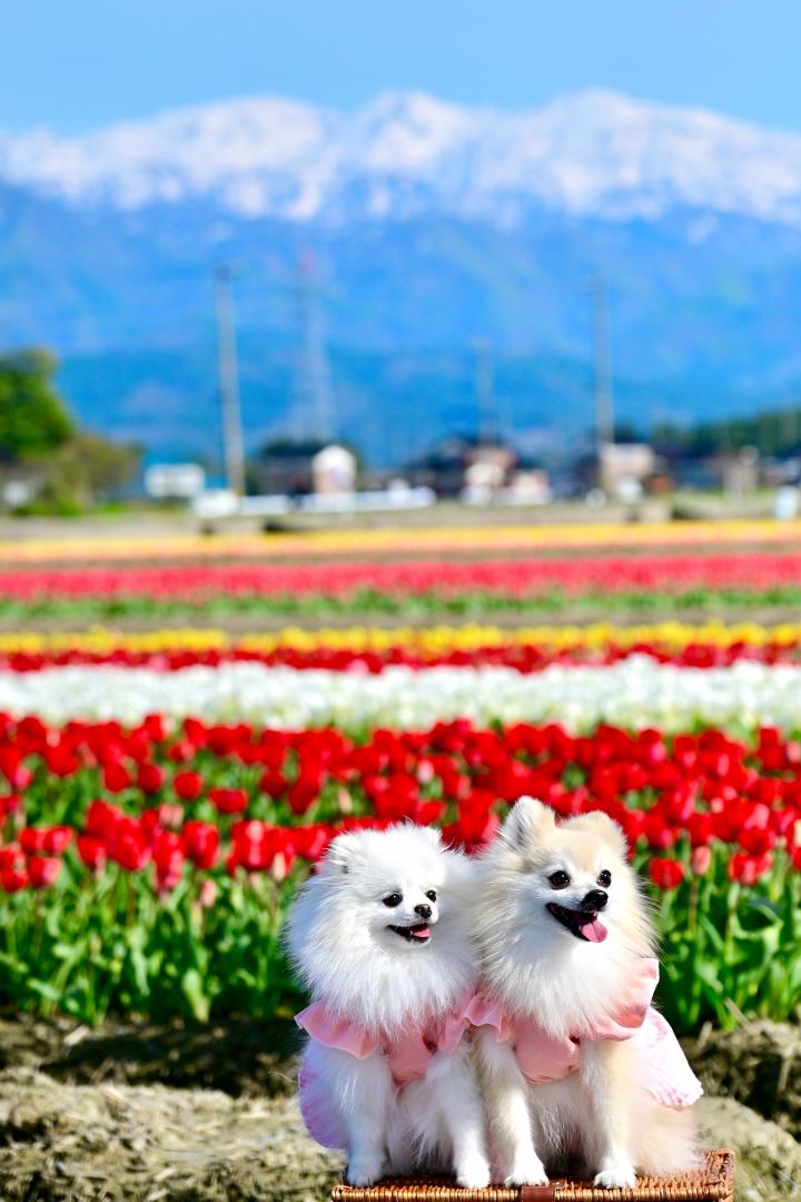 春色の絨毯