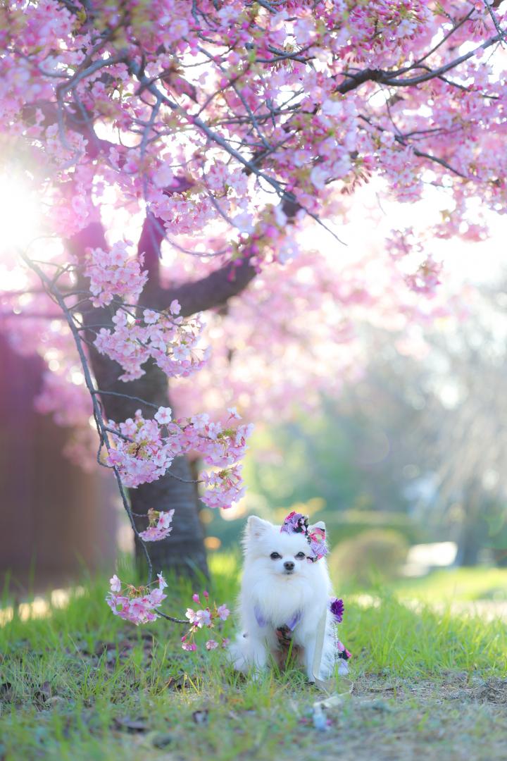 河津桜と。