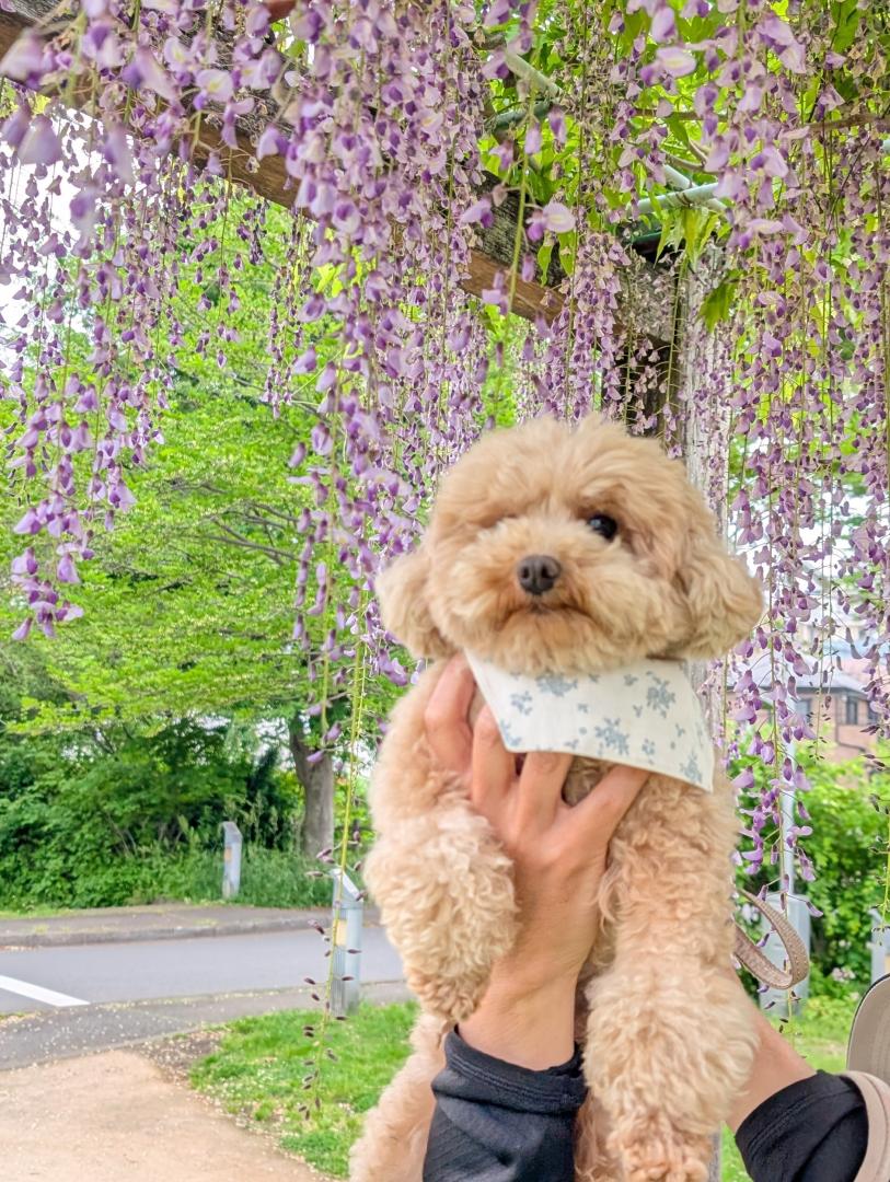 らいちゃん初めての藤棚