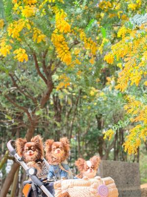 チワ友とミモザの森へ