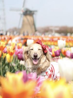 チューリップに負けない笑顔