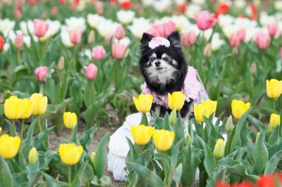 チュ－リップとモコ