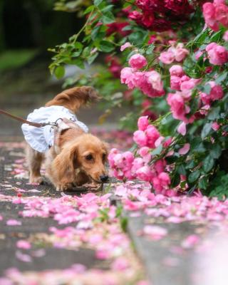 らいちゃんと薔薇