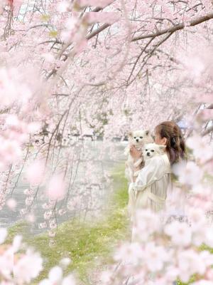 枝垂れ桜でお花見したの…