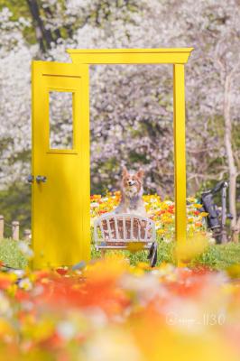 扉の向こうは春爛漫