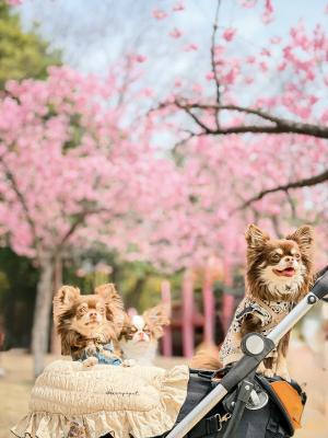まるでチワワ親子のお花見風