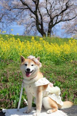 桜と菜の花とめい