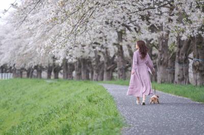 桜並木
