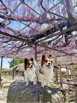 藤の香りがするね