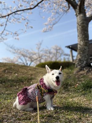 気持ちイイだワン！