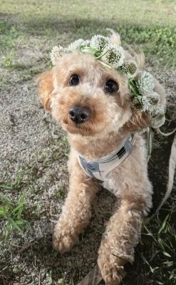 手作りかんむり