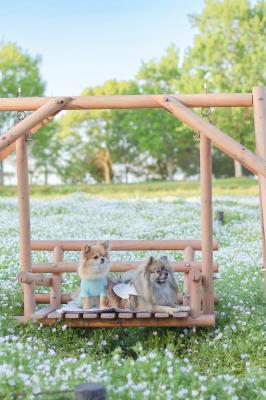 ネモフィラとブランコ