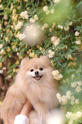 モッコウバラとノエル