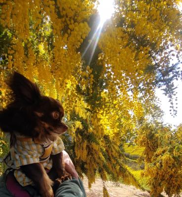 まるでミモザのドーム