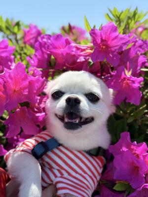 ツツジのベッド