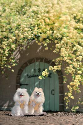 Little Door of Spring