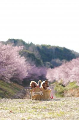 やわらかな春のバスケット