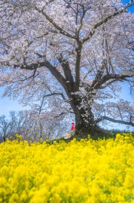 日向の人待地蔵桜とイチとコッペ