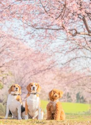 はじめての、春