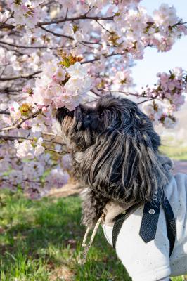 春の香り