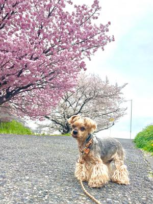 桜とボク
