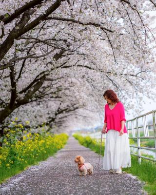 らいちゃんとママと、桜並木と。