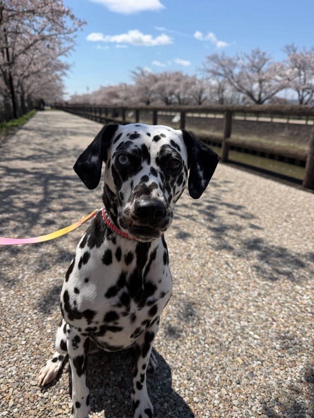 華ちゃんと桜のコラボ