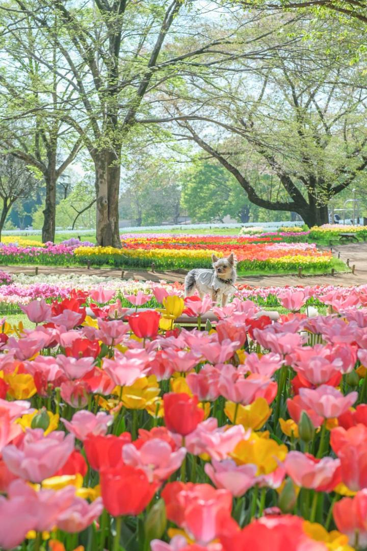 昭和記念公園のチューリップ