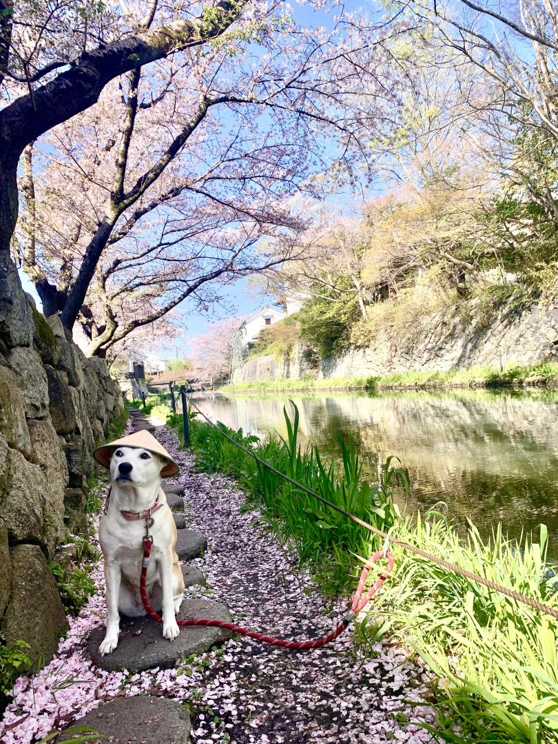 ピンク色の飛石