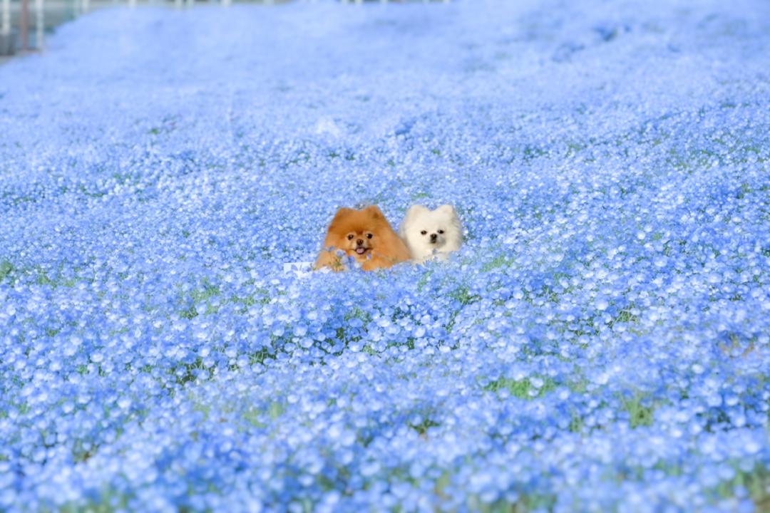 ネモフィラの海