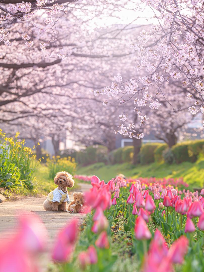 こつぶと春さんぽ