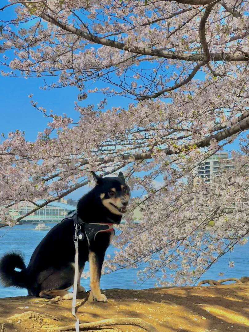 隅田川と桜とだん吉