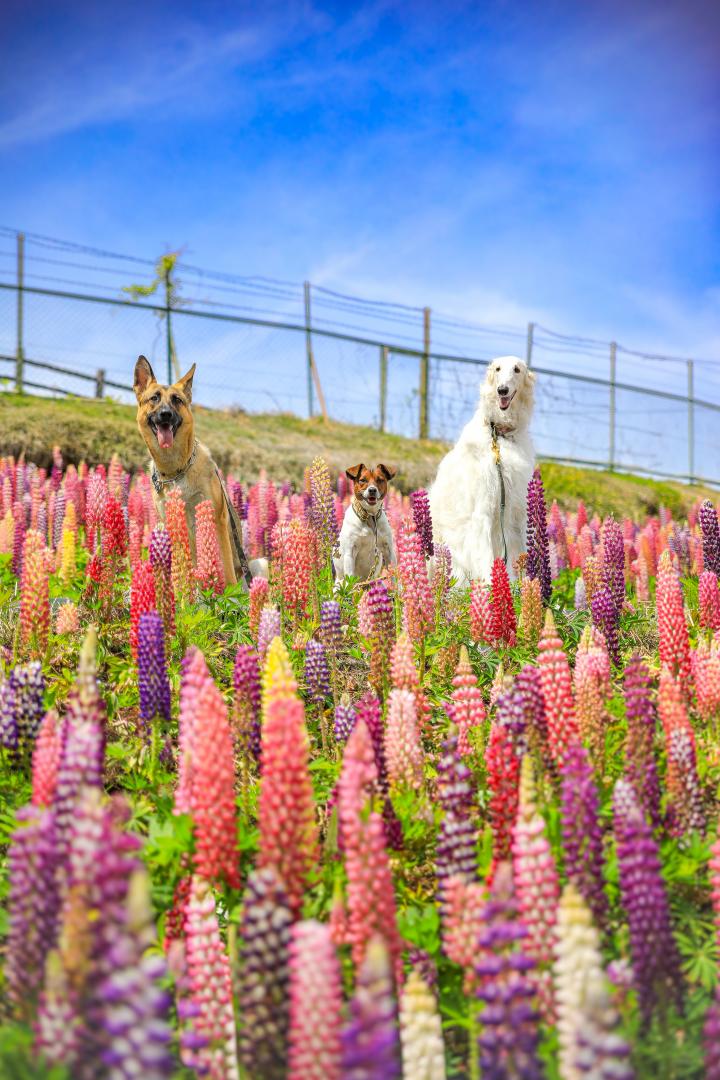 青空とルピナス