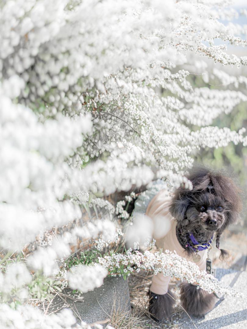 白色に包まれて見つめる春