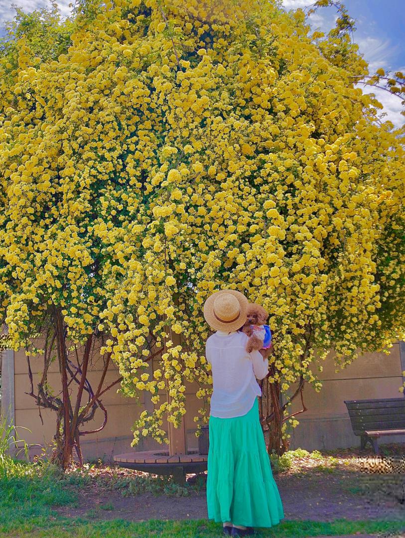 素敵なモッコウバラに出会えた日