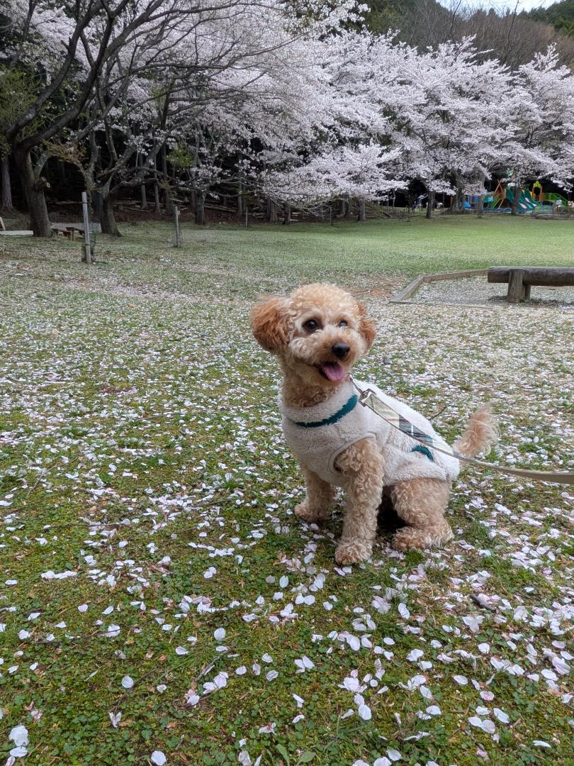 散っていく桜と共に