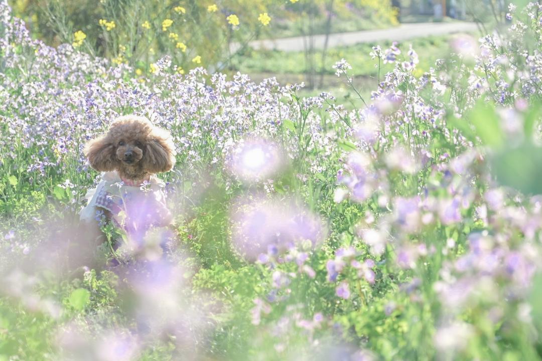 君と春が出会う場所