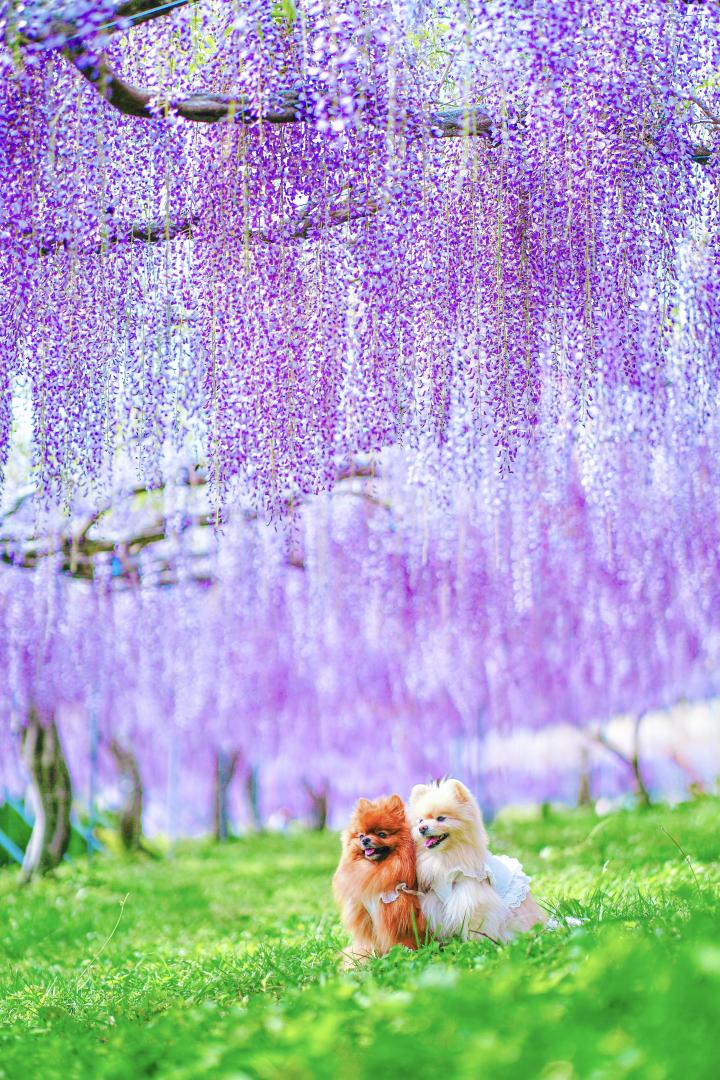 藤のカーテン