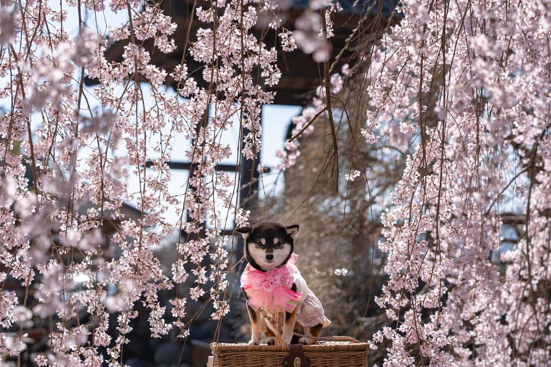桜屏風