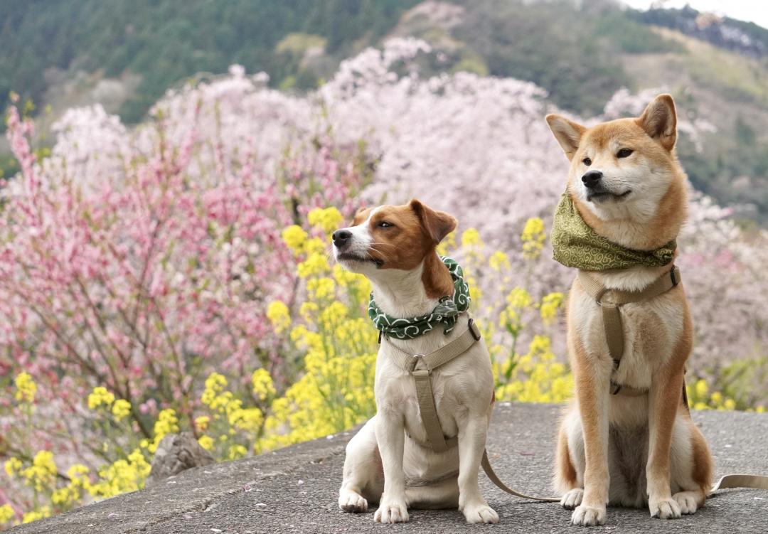 里山の春