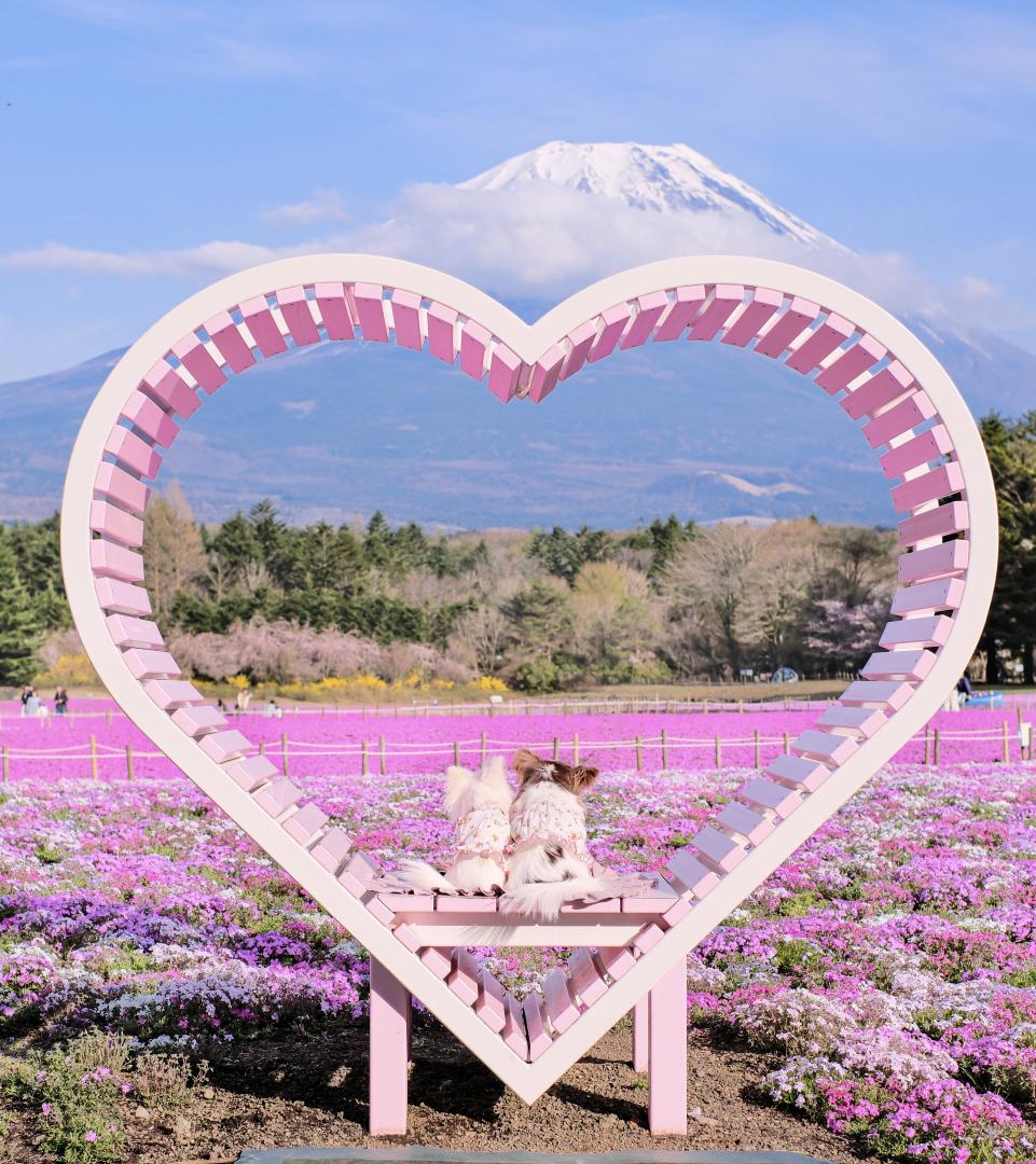 Mt. ふじー