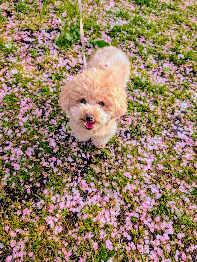 お花見