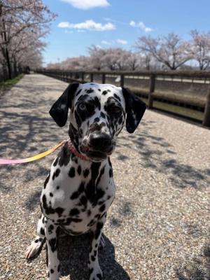 華ちゃんと桜のコラボ