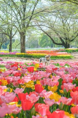 昭和記念公園のチューリップ