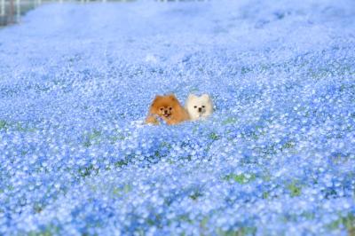 ネモフィラの海