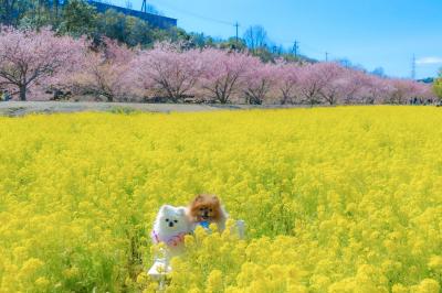 菜の花畑と河津桜